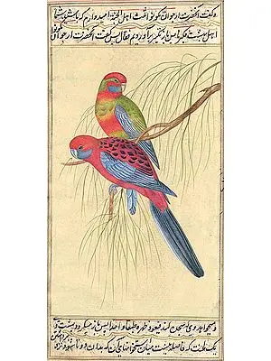 Parrots