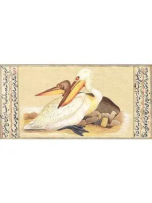 Pelicans