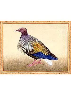 Pheasant