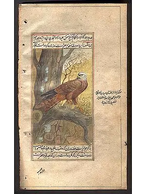 Red Kite
