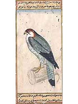 Redheaded Merlin<br><i>Falco Chicquera</i>