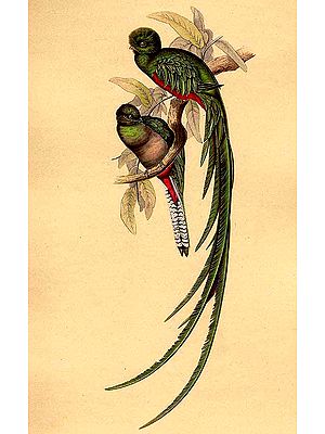 Resplendent Quetzal
