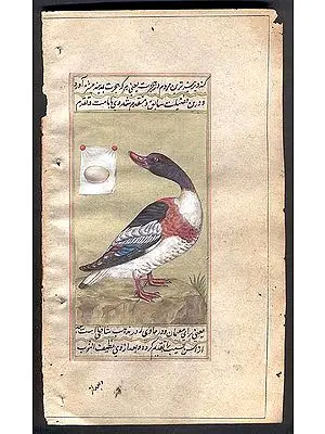 Shelduck