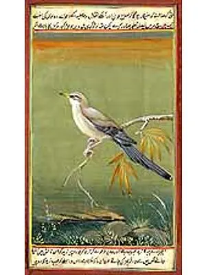 Sparrow