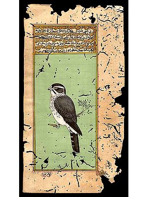 Spot-winged Falconet