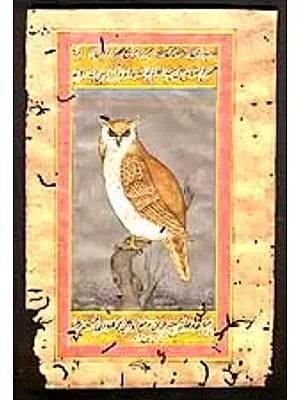Study of an Owl