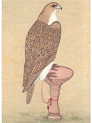 Tawny Eagle (Aquila rapax)