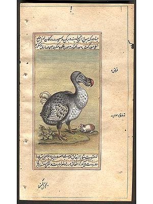 The Dodo