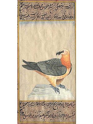 The Lammergeier or Bearded Vulture (Gypaetus barbatus)