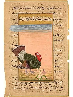 Tom Turkey