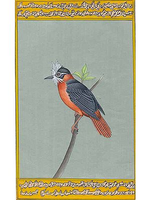 White-plumed Antbird (Pithys albifrons)