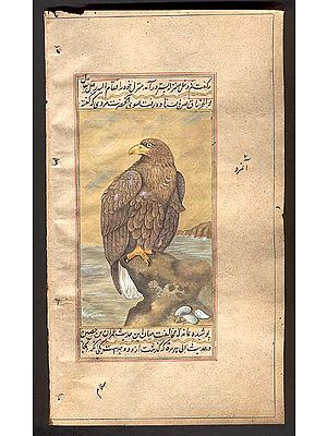 White-tailed Sea Eagle