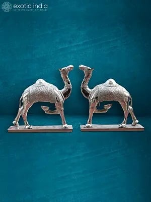 42" Large Walking Camel Pair Laminated With Silver Metal