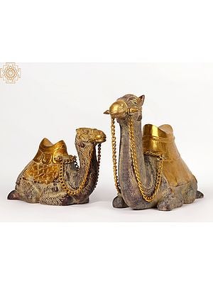 16" Pair of Camel in Brass | Decorative Showpiece