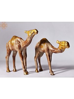 7'' Wandering Camels Figurine in Brass | Home Décor