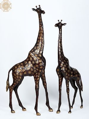 53" Pair of Giraffe Statues in Brass - The Tallest Animal on Earth