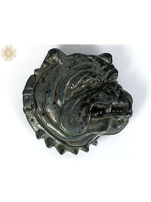 3" Small Bulldog Head Belt Buckle in Brass