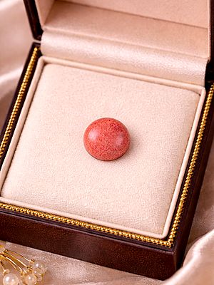 Round Cut Sponge Coral (Single Piece)