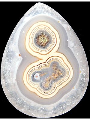 Faceted Fossil Briolette (Price Per Piece)