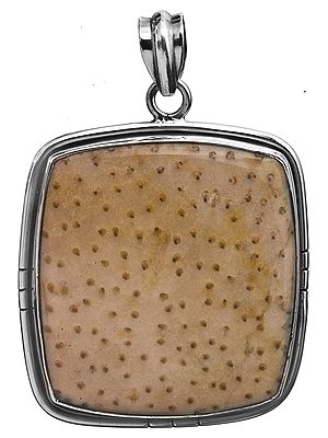 Palm Wood Jasper Pendant