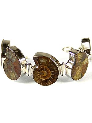 Fossil Bracelet