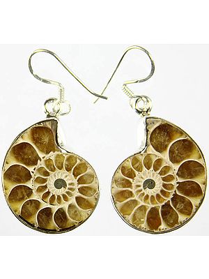 Fossil Earrings