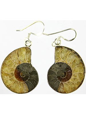 Fossil Earrings