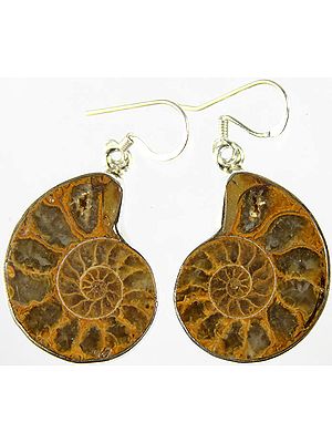 Fossil Earrings