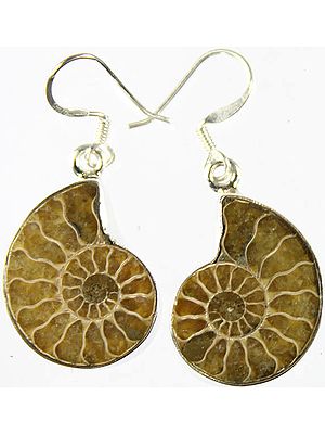 Fossil Earrings