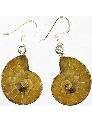 Fossil Earrings