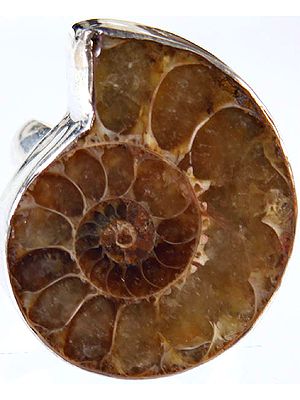 Fossil Ring