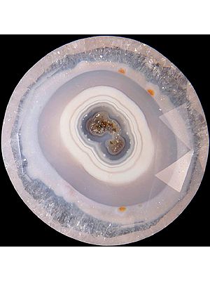 Fossil Round (Price Per Piece)