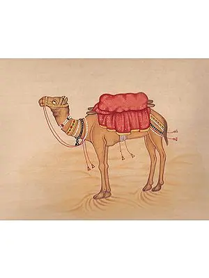 Camel