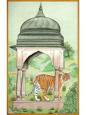 Royal Bengal Tiger