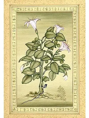 Dhatura (An Intoxicant Flower)