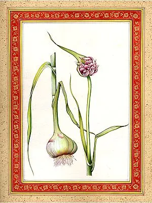 Garlic Plant