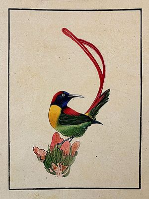 Long Tail Sunbird Painting | Watercolor & Stone Color On Handmade Sheet | By Mukesh Vijay