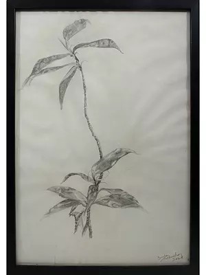 Leaves Graphite Painting | Graphite On Canson | By Deepa Kushwaha | With Frame