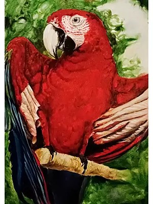 Scarlet Macaw | Oil on Canvas | Painting by Souvik Hazra
