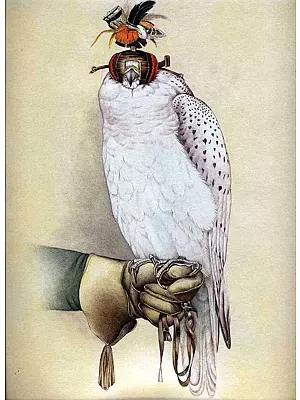 Gyrfalcon