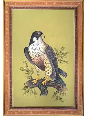 Falcon