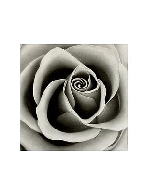 Rose Isolated | Charcoal Painting by Gunjan Daga