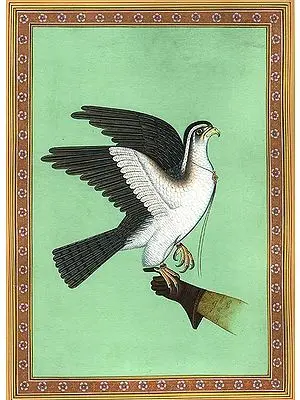 Royal Hawk Used for Falconry