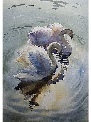 Pair of Swan | Watercolor Painting by Achintya Hazra