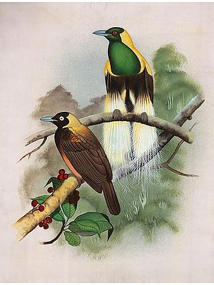 Birds Watercolor Painting
