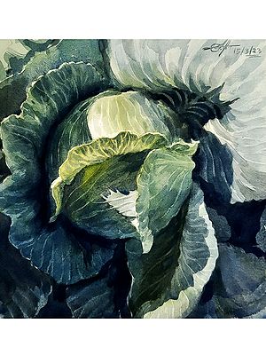 The Golden Acre Cabbage Watercolor Painting by Achintya Hazra