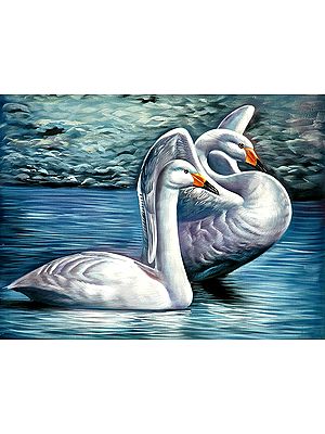 Swan Couple