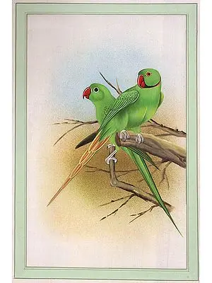Parrot Pair