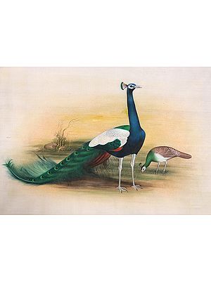 Peacock Pair