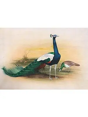 Peacock Pair